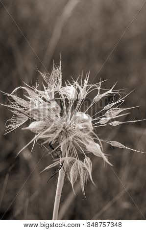 Single Bud Of Goat-breeder (tragopogon) With Seeds. Closeup Of Inflorescence With Seeds Umbrellas Af