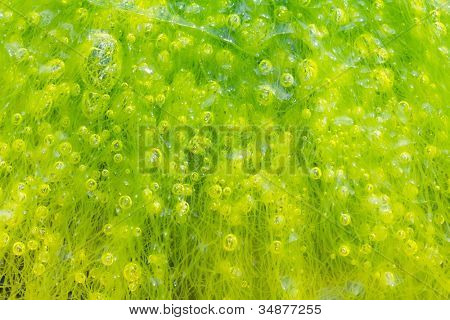 macro di alga ulva con molte bollicine all'interno