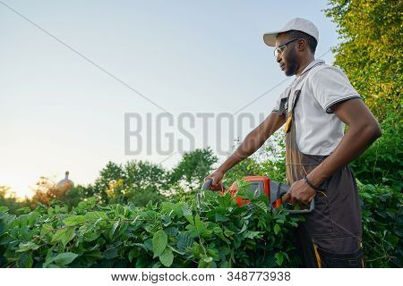 Concentrated Male Gardener In Working Clothing And Protective Glasses Cutting Bushes With Patrol Hed