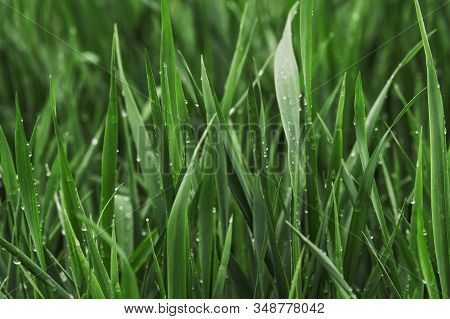 Summer Green Grass  Covered With Pure Dew