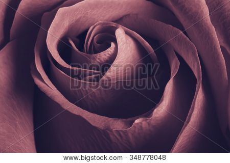 Beautiful Charming Lovely Rose For Card, Close Up
