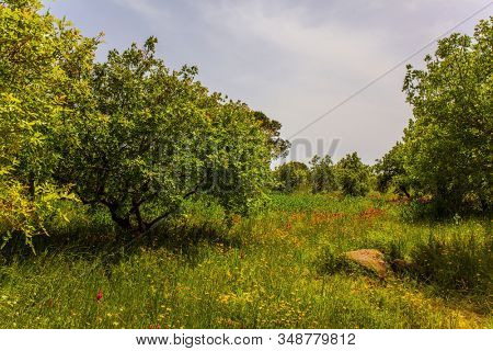 Jewish Easter in Israel. Holiday. Spring blooming Golan Heights. Blooming lovely green meadow and red anemones. The concept of ecological, active and photo tourism