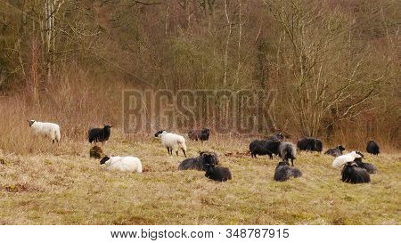 Flock Of Hebridean Sheep In Grass And Woodland At Warburg Nature Reserve