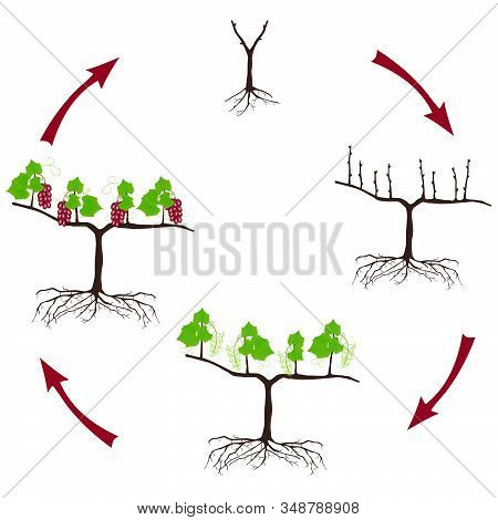 Life Cycle Of A Grapes Plant On A White Background.