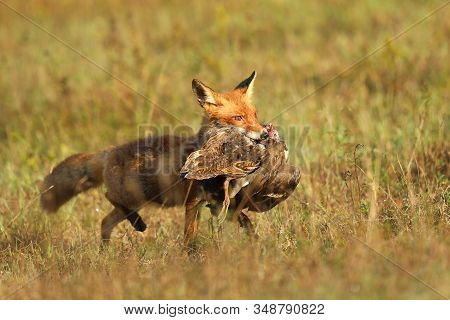 Red Fox After Hunting, Vulpes Vulpes, Wildlife Scene From Europe.portrait Of Fox With Prey On  Meado