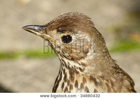 Uccello Young British tordo bottaccio (Turdus philomelos) close up.