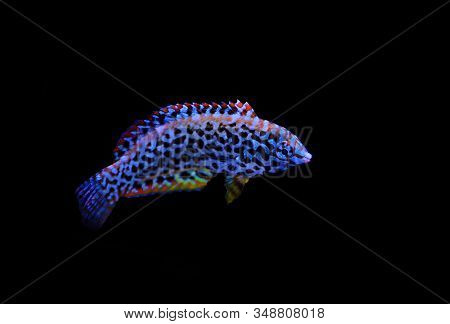 Black Spotted Leopard Wrasse Fish  - (macropharyngodon Meleagris)