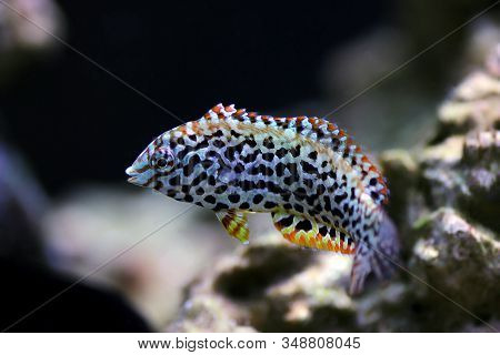 Black Spotted Leopard Wrasse Fish  - (macropharyngodon Meleagris)