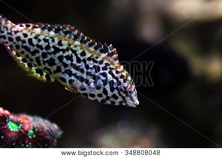 Black Spotted Leopard Wrasse Fish  - (macropharyngodon Meleagris)