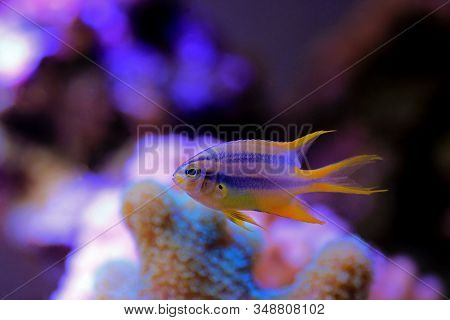 The Black And Gold Chromis - Neoglyphidodon Nigroris