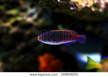 Blue Head Fairy Wrasse Fish - (cirrhilabrus Cyanopleura)