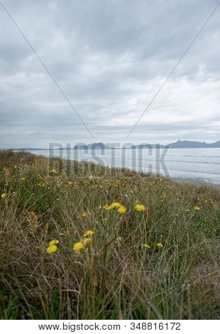 Waipu Beach, Most Popular Surfing Beach In Whangarei New Zealand