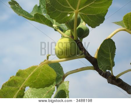 Fig Obst