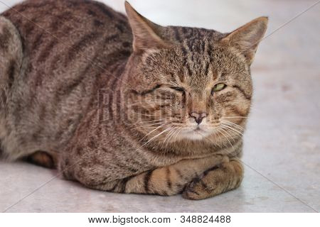Close Up Of Big Tiger Cat, Male Cat, Domestic Cat, Street Cat, Portrait Of A Cat,photography Of A Ca
