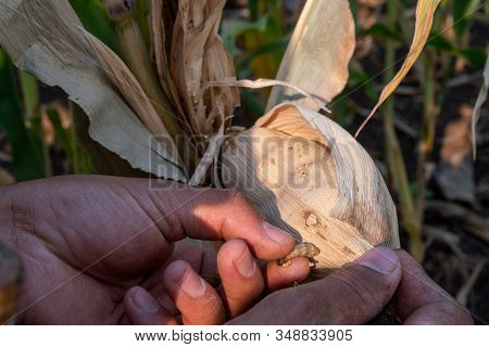 Corn Damage By Insect And Pest, Corn Damaged By Fall Armyworm Spodoptera Frugiperda.