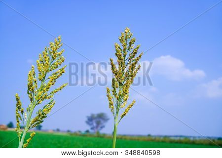 Close Up Of Jowar Or White Millet Crop  At Field.