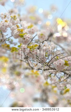 White Somei Yoshino Cherry Blossoms In Bloom With Pale Bokeh Tilt Lens Effect In Asukayama Park In T