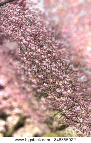 Pink Cherry Blossoms In Bloom With Pale Bokeh Tilt Lens Effect In Asukayama Park In The Kita Distric