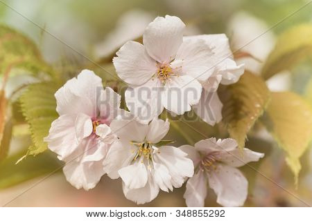 Somei Yoshino Cherry Blossoms Of Asukayama Park In Kita District, North Of Tokyo. The Park Was Creat