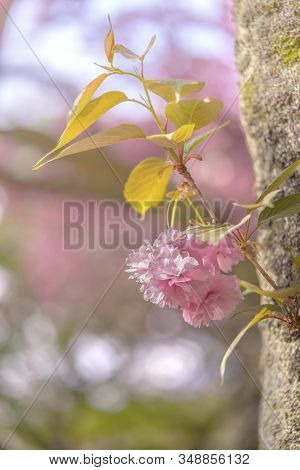 Beautiful Hanami Party With The Pink Cherry Blossom Of Asukayama Park In The Kita District Of Tokyo,