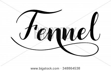 Vector Hand Written Fennel Text Isolated On White Background. Kitchen Healthy Herbs And For Cooking.