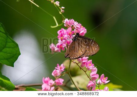 Blue And Black Tirumala Septentrionis, The Dark Blue Tiger Danaid Butterfly In Southeast Asia