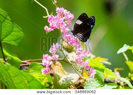 Blue And Black Tirumala Septentrionis, The Dark Blue Tiger Danaid Butterfly In Southeast Asia