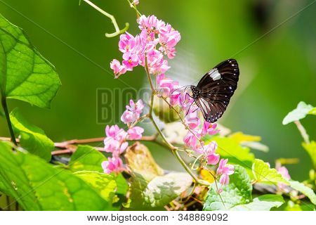 Blue And Black Tirumala Septentrionis, The Dark Blue Tiger Danaid Butterfly In Southeast Asia