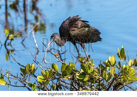 A Glossy Ibis Eating A Frog In A Saltwater Marsh