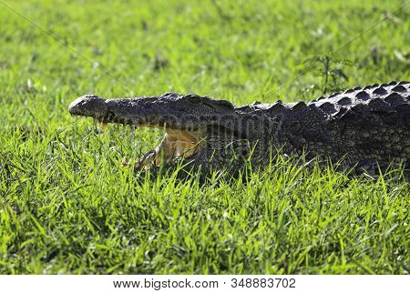 African Freshwater Crocodile Lying On The Banks Of A River With Open Mouth Cooling Off