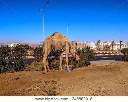 Escaped Camel With A Rope On His Leg Against The Background Of The Tropical City Of Sharm El Sheikh 