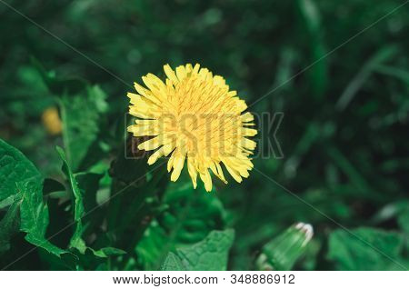 Blooming Yellow Dandelion Flowers Taraxacum Officinale In Garden On Spring Time. Detail Of Bright Co