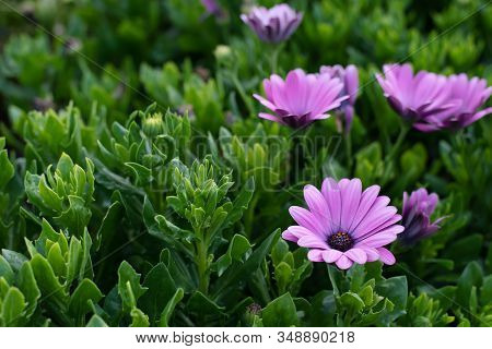 Osteospermum Purple Blooming Flowers In The Morning Garden