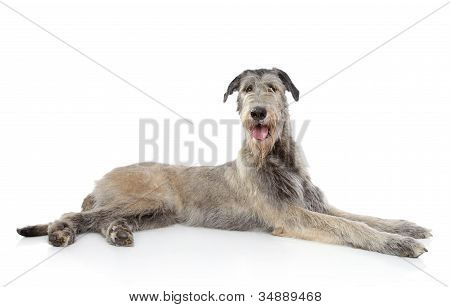 Wolfhound ไอริชบนพื้นหลังสีขาว