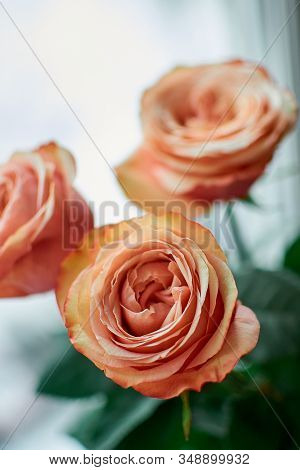 Beautiful Orange Roses Close-up.international Womens Day. March 8.