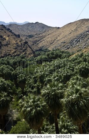 Las Palm