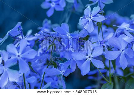 Phlox Divaricata - Wild Sweet William - Woodland Phlox - Wild Blue Phlox
