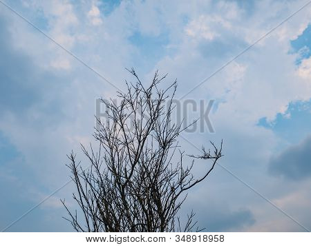 Silhouette Tree With Blue Sky On Phu Kradueng Mountain National Park In Loei City Thailand.phu Kradu