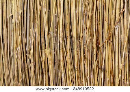 Broom Texture, Sorghum Stems Closeup, Texture Background. Illustration For Presentation Background F