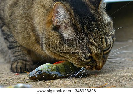 A Gray, Tabby Cat Eats Live Fish. Catch Of Fish. Feeding A Cat A Fish
