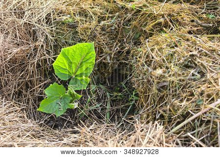 Cucumber Leaves On The Ground. The Land Is Covered With Hay. Growing Cucumbers Sprout From The Leave
