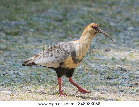 Bird Native To Southern Argentina Called Bandurria