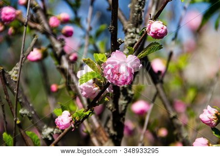 Branch Of Prunus Triloba (louiseania Ulmifolia) Blossoms. Spring Twig Of Almond Trilobate With Beaut