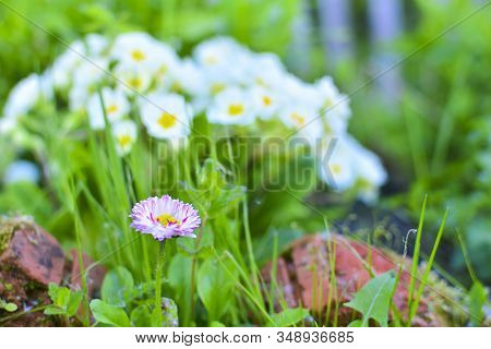 Perennial Plant Daisy (bellis) Among Green Grass. Daisies Among A Grass Close Up. Pink Daisy Macro. 