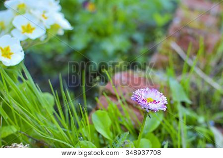 Perennial Plant Daisy (bellis) Among Green Grass. Daisies Among A Grass Close Up. Pink Daisy Macro. 