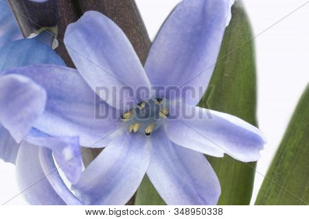 One Flower Of Purple Hyacinthus With Green Leaves, Close Up, White Background
