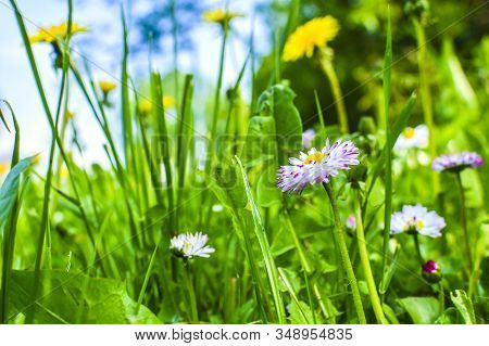 Perennial Plant Daisy (bellis) Among Green Grass. Daisies Among A Grass Close Up. Pink Daisy Macro. 