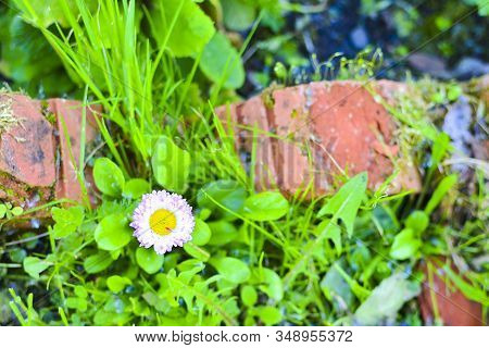 Perennial Plant Daisy (bellis) Among Green Grass. Daisies Among A Grass Close Up. Pink Daisy Macro. 