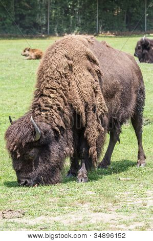 North American Bison 1