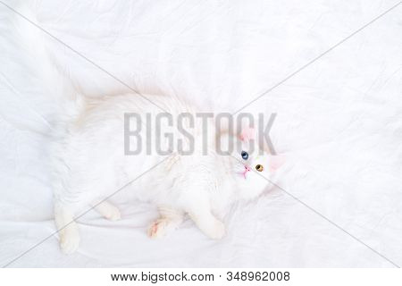 Side Top View On Funny White Cat With Different Color Eyes Lying On White Bed And Looking Up At Came